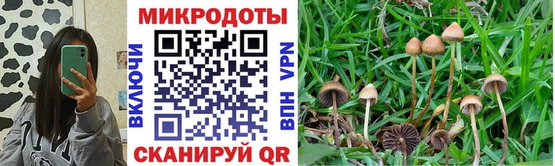 Галлюциногенные грибы Psilocybe  Усолье 
